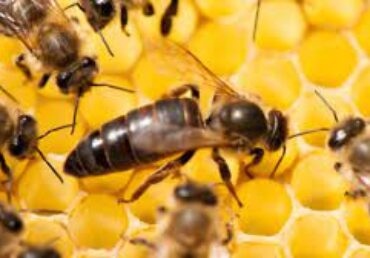Corso allevamento api regine